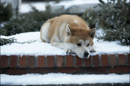 Hachiko | MY HERO